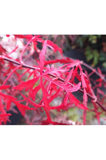 Клен Royal Garnet глибоко розсічене темно-червоне листя